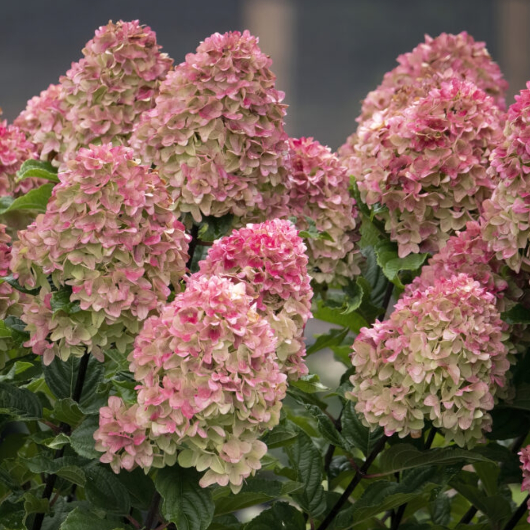 Spring Sizzle Hydrangea - Patuxent Nursery