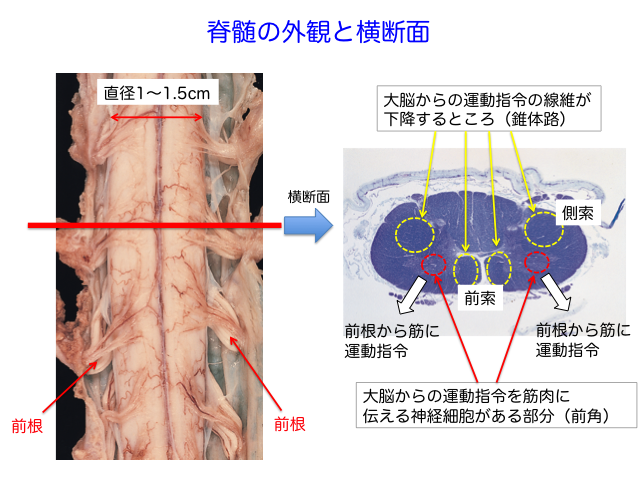 Nursing Care and Pathological Database of ALS：脳神経解剖の基本