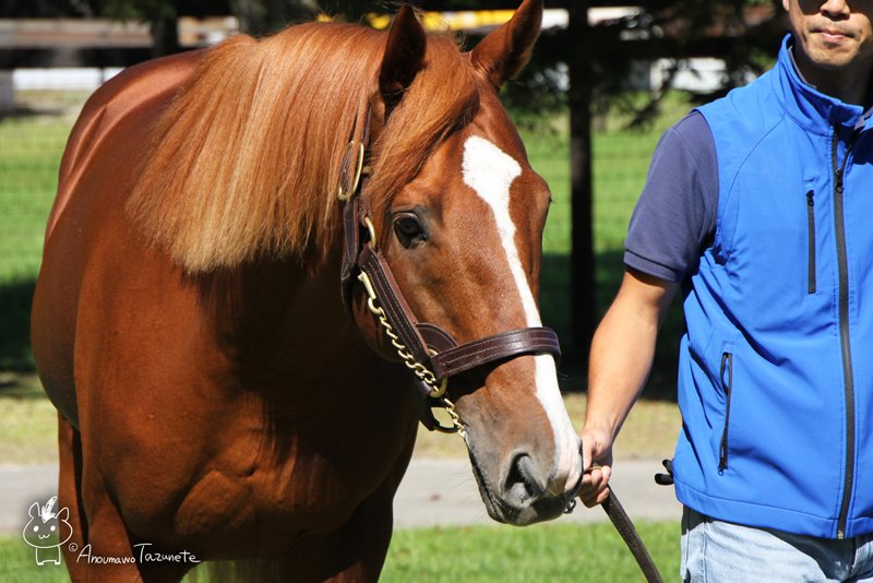 綺麗に揃っているたてがみが可愛さを引き出しており、前髪も適度に長め