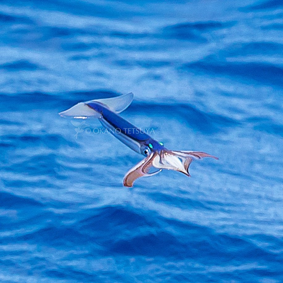 最近のツイートを見た方は、私がバードウォッチャーと思うかもしれませ