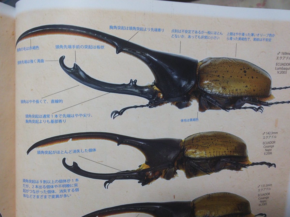 ヘラクレスリッキー 産地……エクアドル 「世界最大のガリバー