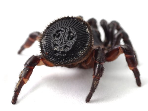 シリキレグモ】 お尻をスコーンと切ってスタンプにしたような摩訶