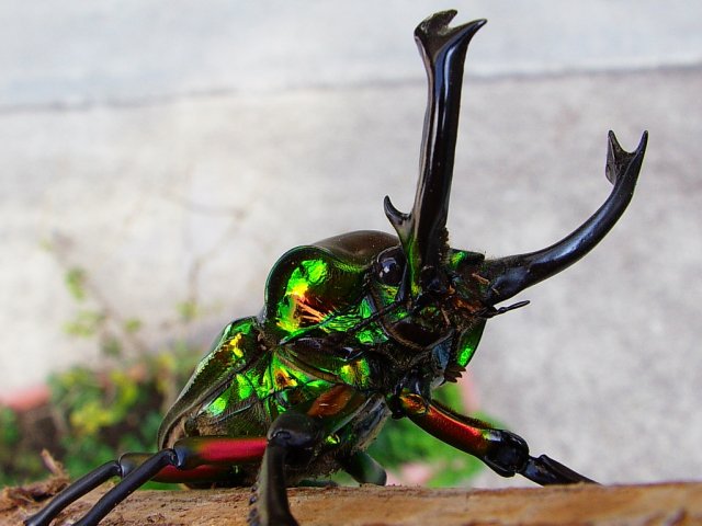 ニジイロクワガタ】 世界一美しいと言われるクワガタ。 オーストラリア