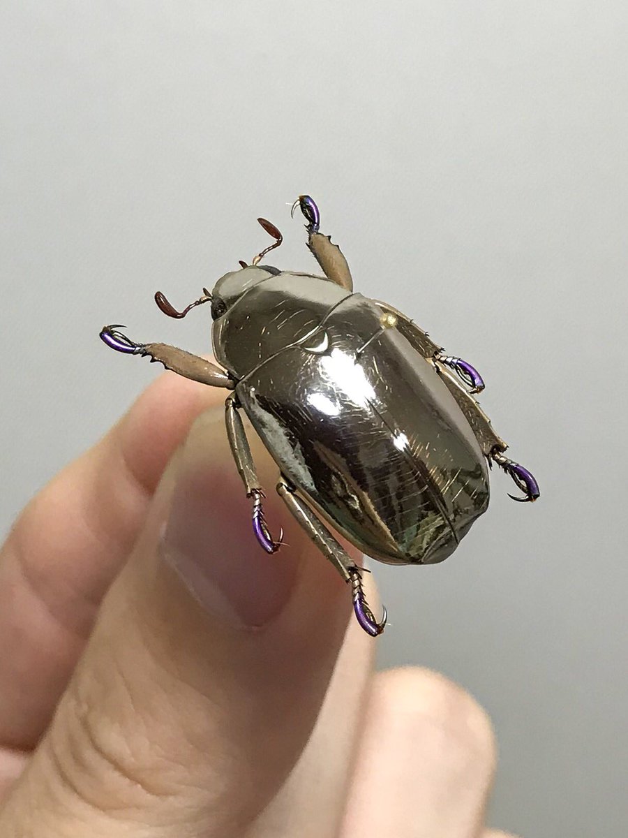 リンバータプラチナコガネ Chrysina limbata 最もピカピカなプラチナ