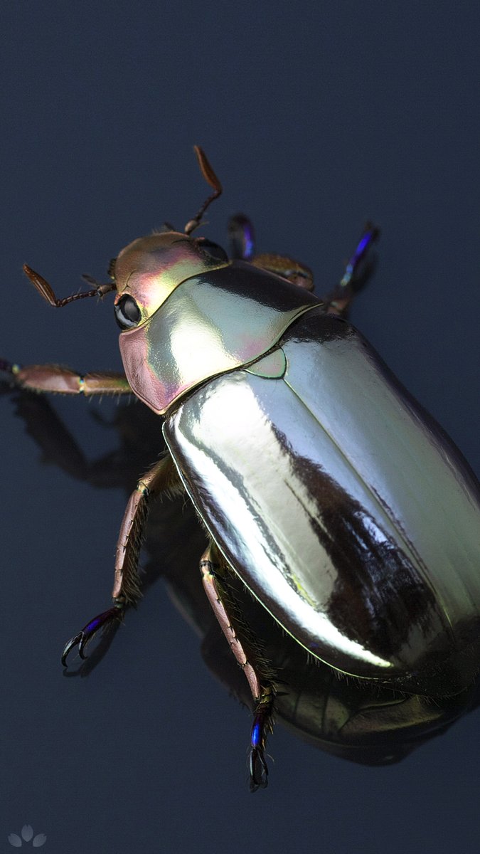 プラチナコガネの立体標本。 Specimen of Chrysina chrysargyrea