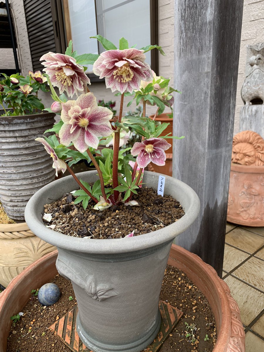 takanen 様ご依頼品②認定ソレイユ 広瀬園芸 クリスマスローズ takanen