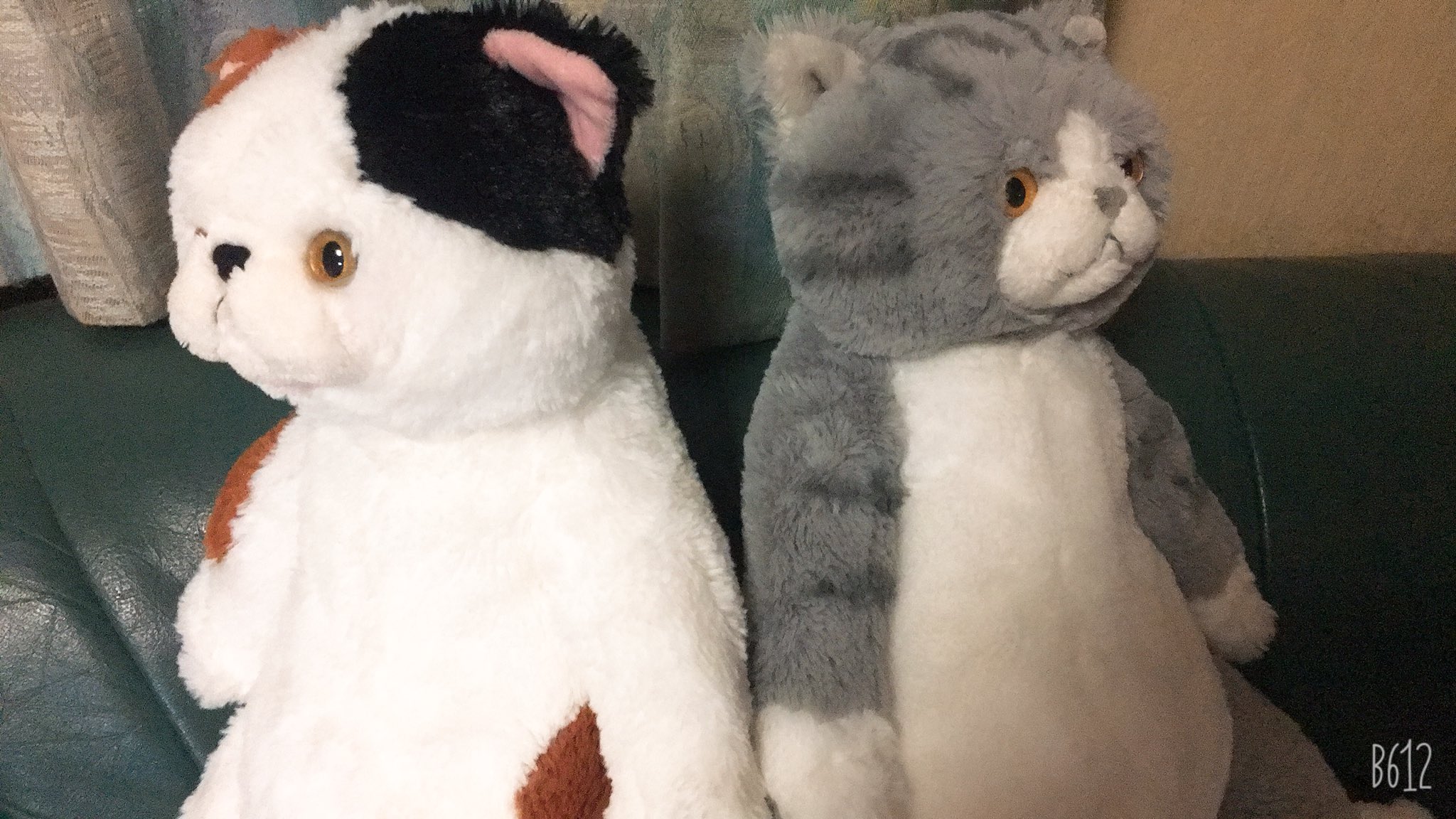 ひざねこ お座り ヒョウ ひざねこ お座り ヒョウ ひざねこ お座り