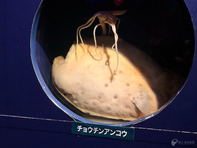 チョウチンアンコウはグッズにもなっている代表的な深海生物ですが