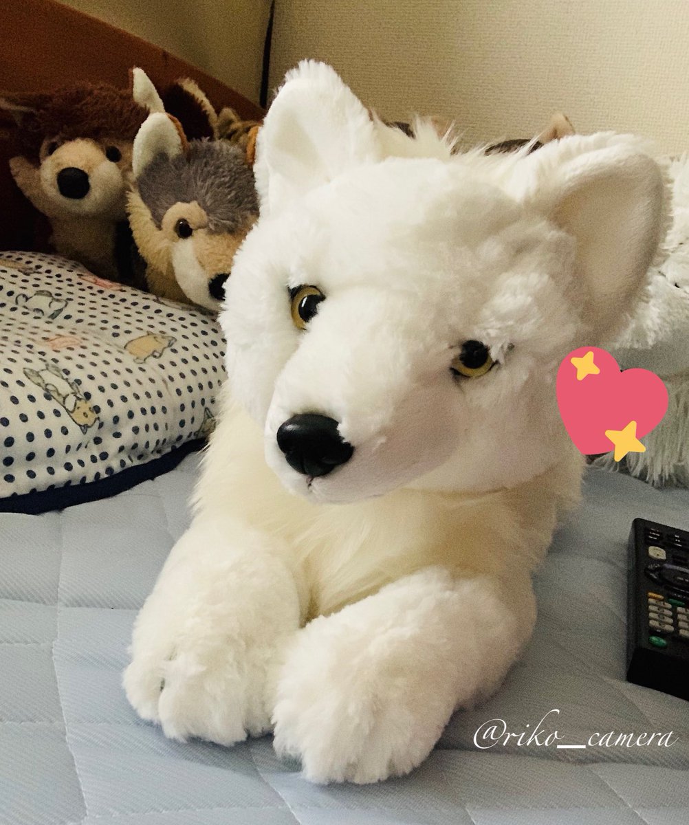 RT @rikoriko_camera: 届きました～🧡 ひざおおかみ～ホッキョク