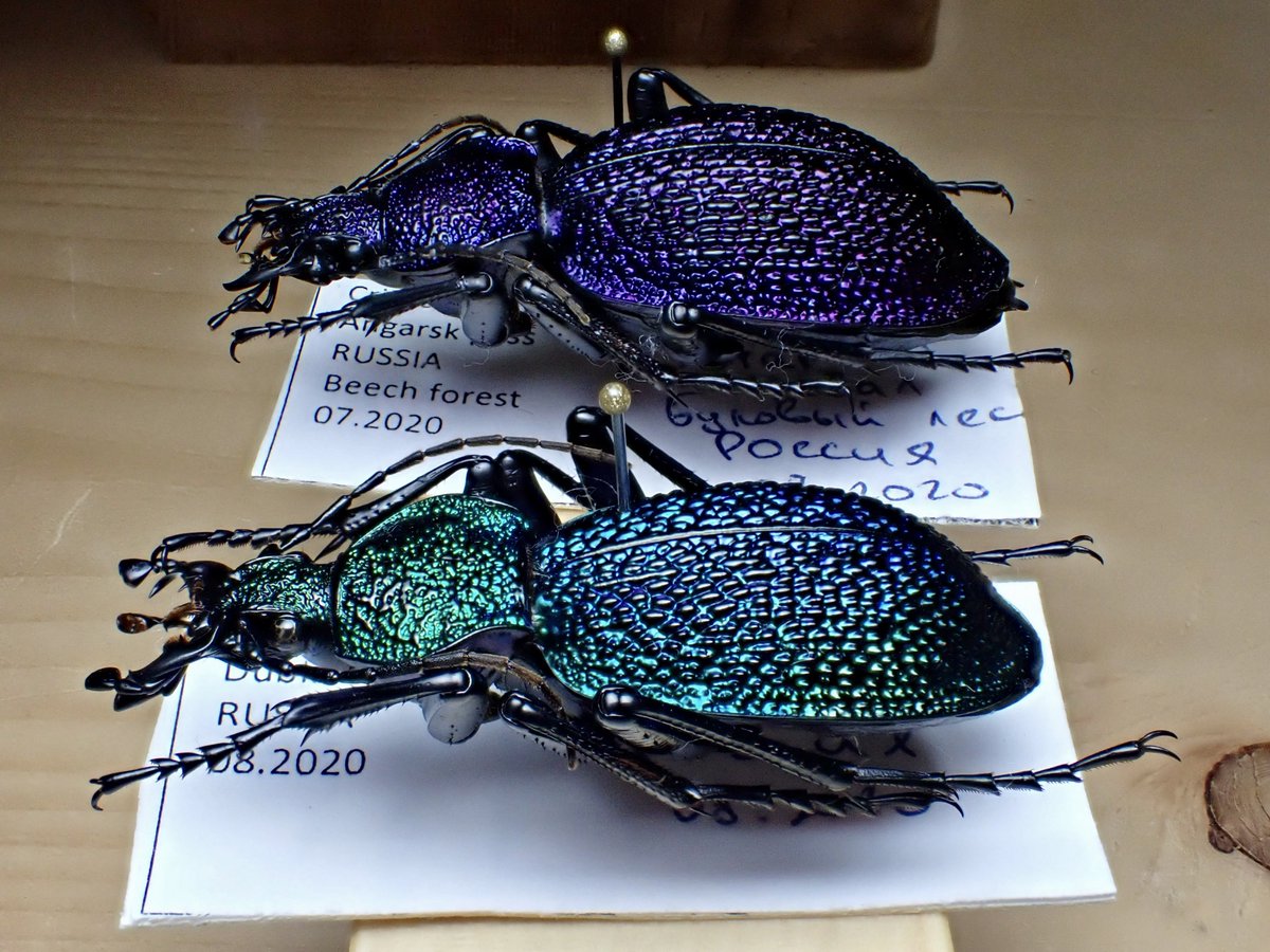 Carabus(Procerus)scabrosus tauricus イボハダオサムシ Crimea 標本箱