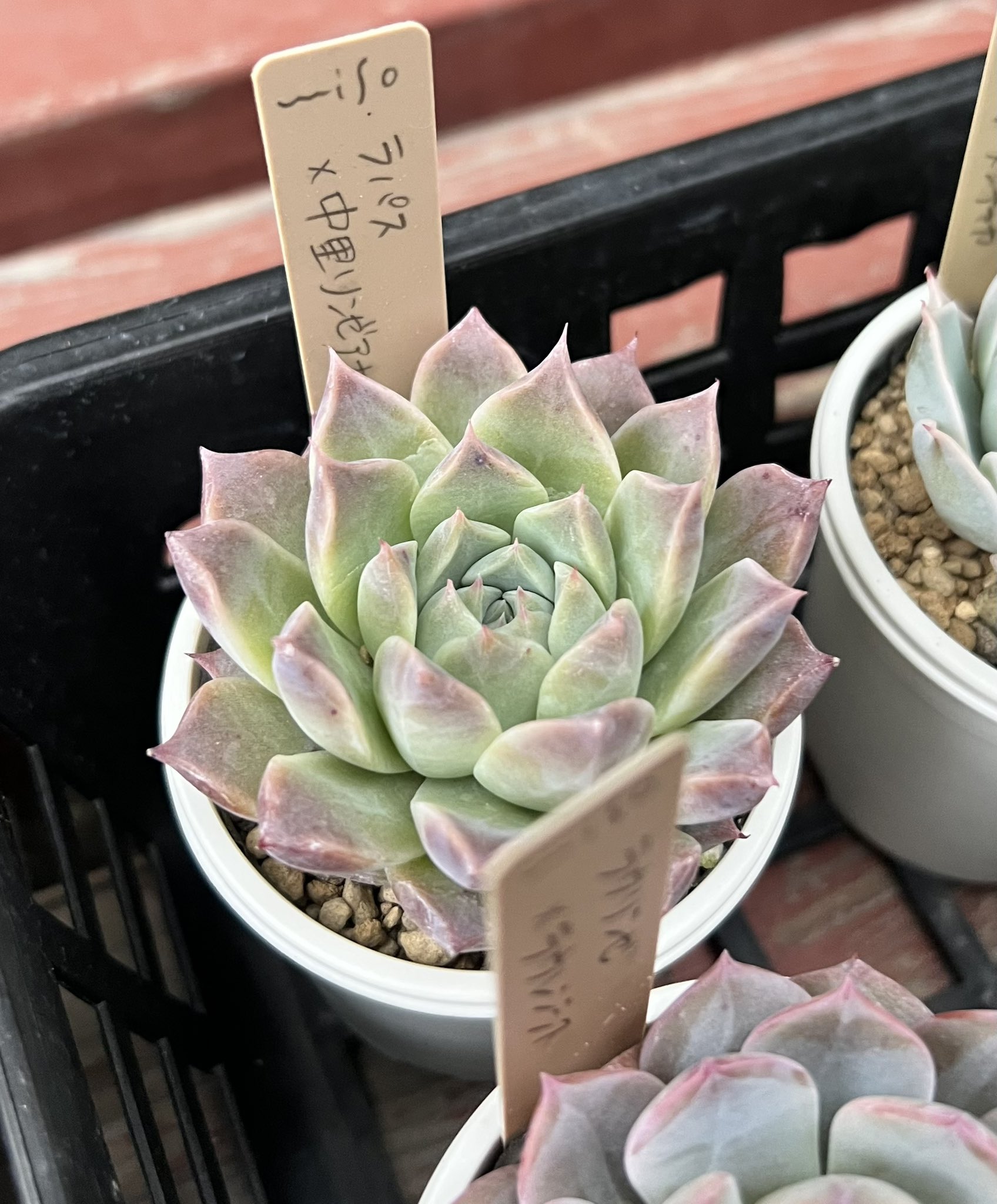 b*i様 ㊱中里リンゼアナ(実生)❣️ 発根済み メルカリ便送料込 札無し