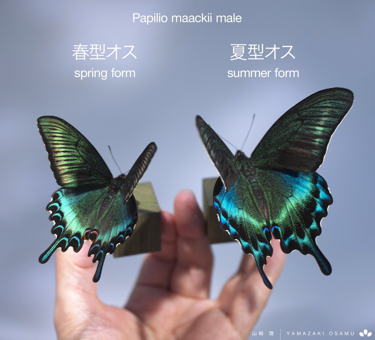 ミヤマカラスアゲハの春型と夏型。一般には春型が美しいと言われますが