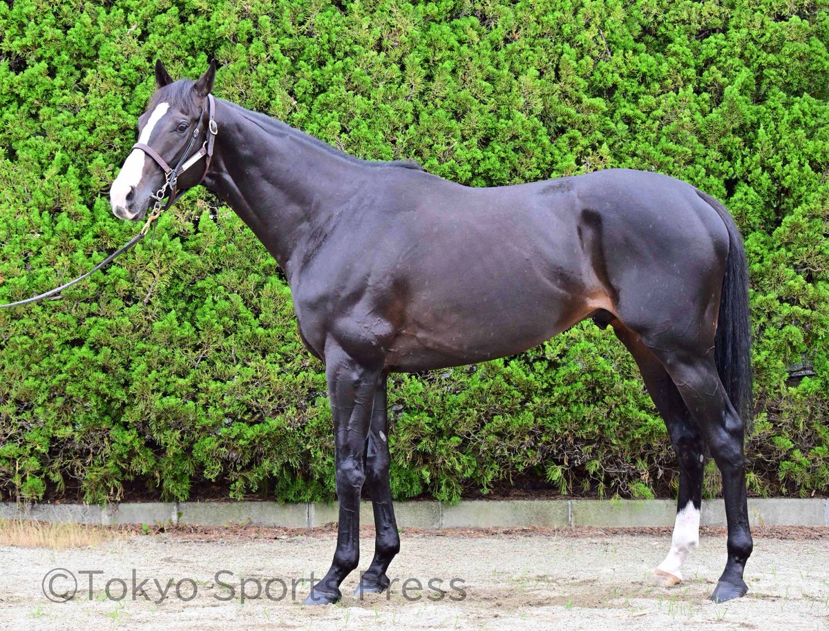 3枠5番 #イクイノックス #フォトパドック #宝塚記念
