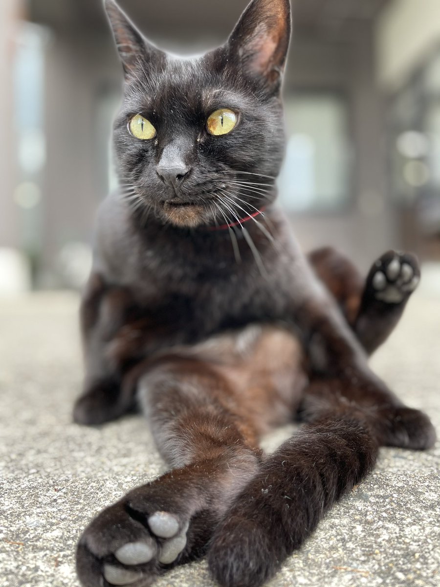 時をかける猫猫016 