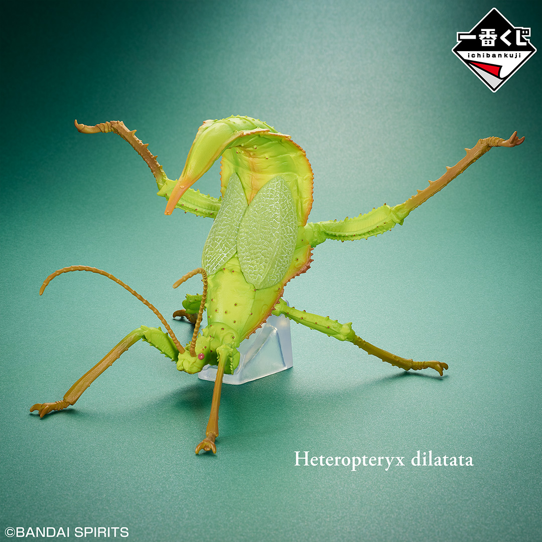 B賞は／ サカダチコノハナナフシ フィギュア 世界一重い昆虫として知
