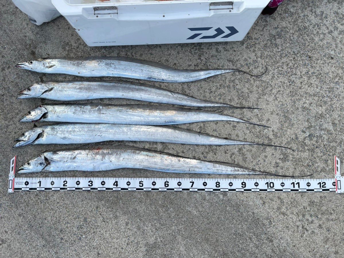 やっすん@それでも釣りに行く (@yassn_96fam) / Posts / X