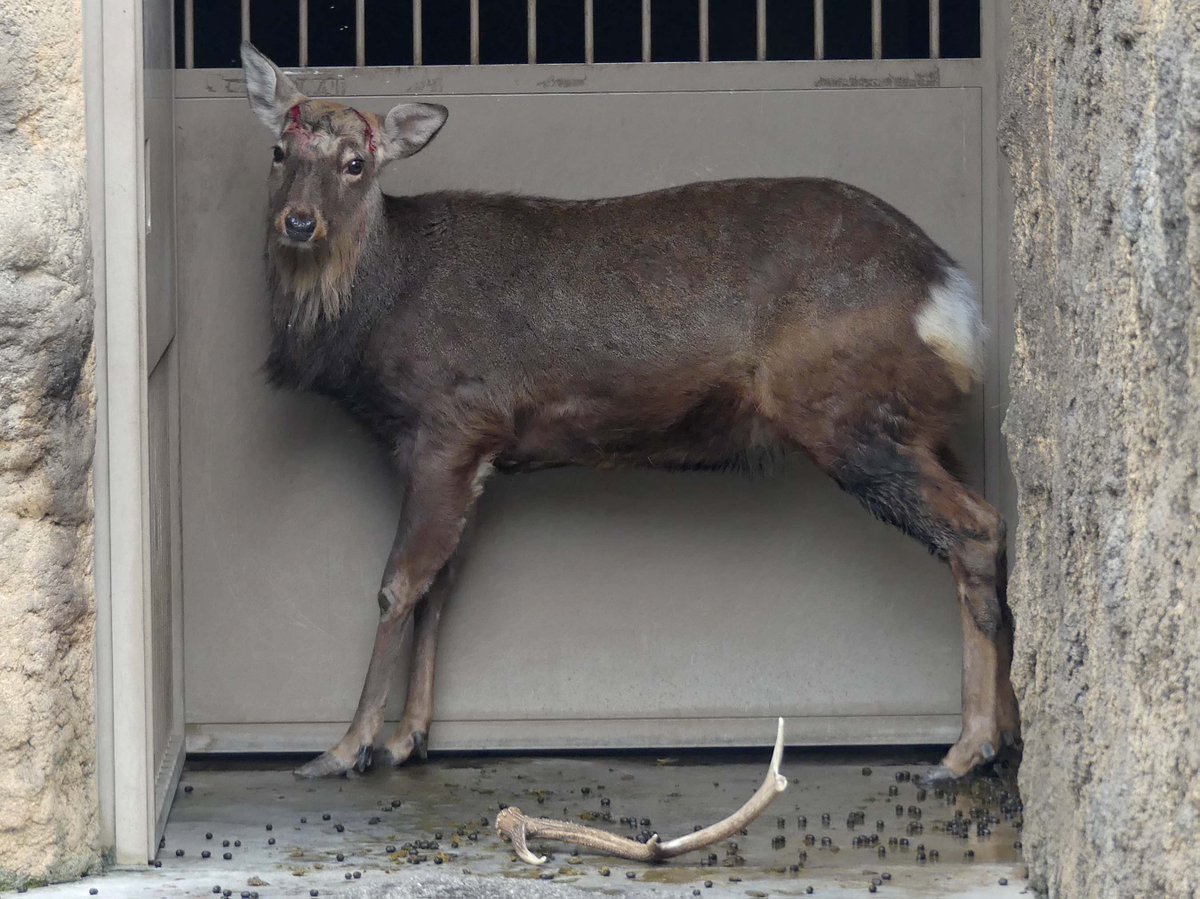 ぽこっ！ #エゾシカ の新しい角が盛り上がってきました。 #落角から2