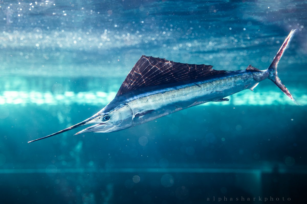 世界でもここでしか見られない超激レアなバショウカジキの展示がアクア