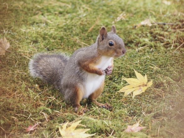 秋のフィールドワークは明日まで。 本当はずっと森にいたい…！🍁🐥🐿️