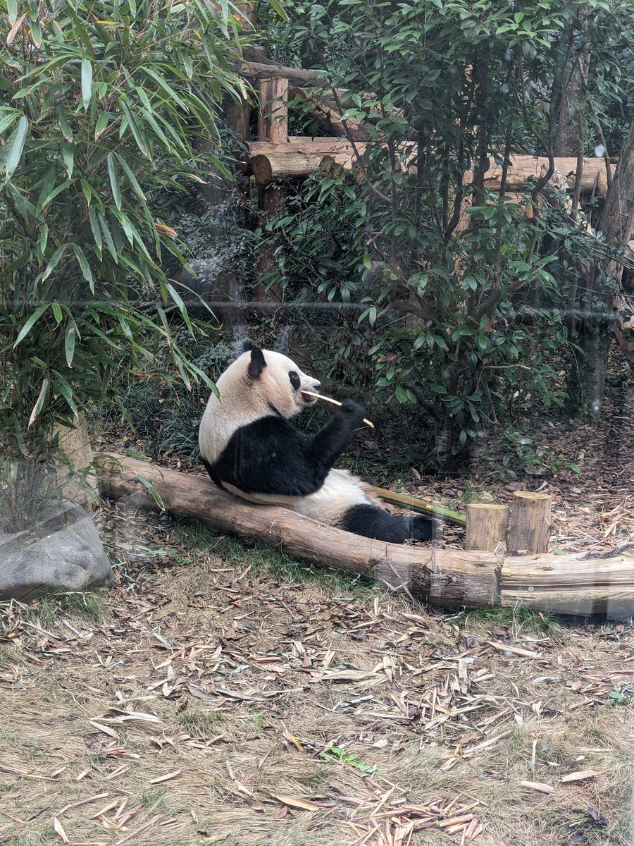 11月18日、楓浜の日🐼🍁