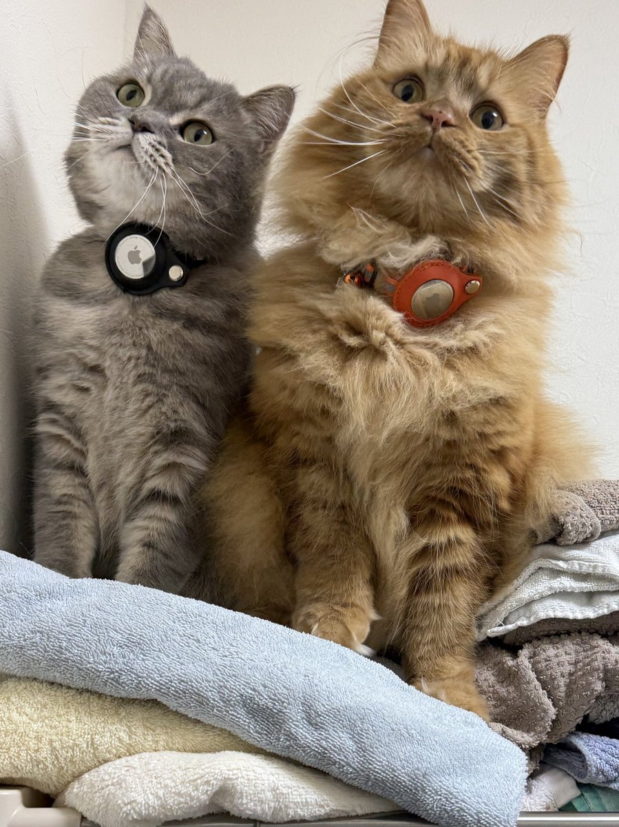 いわし先生 (@IWASHI_0723) / Posts / X