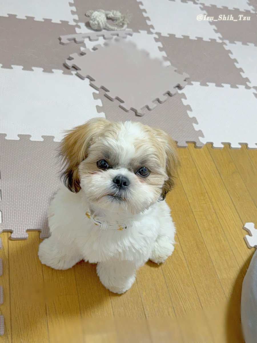 イルはシーズー (@Iru_Shih_Tzu) / Posts / X