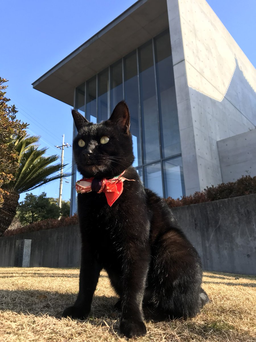 時をかける猫ニャ527 