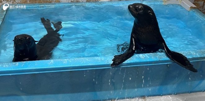 一緒に泳いだり、じゃれあったりしている ミナミアメリカオットセイの