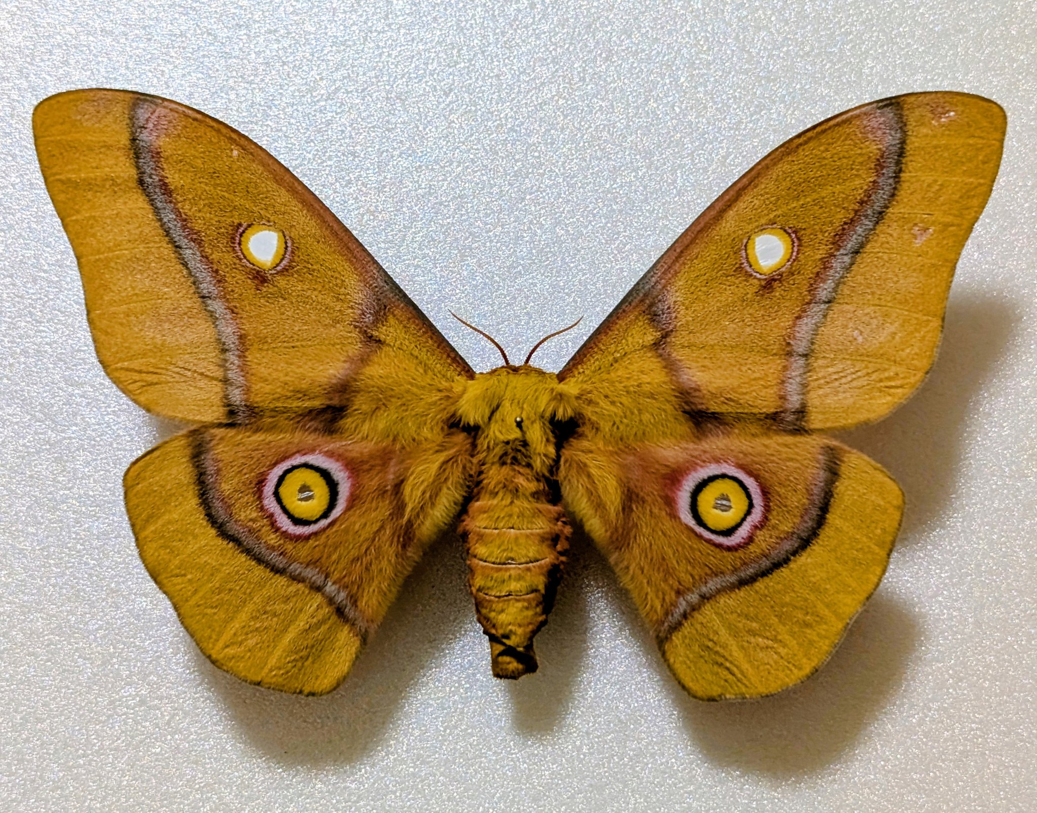 珍種 ジグザグヤママユ 蛾 標本 珍種 ジグザグヤママユ 蛾 標本 珍種