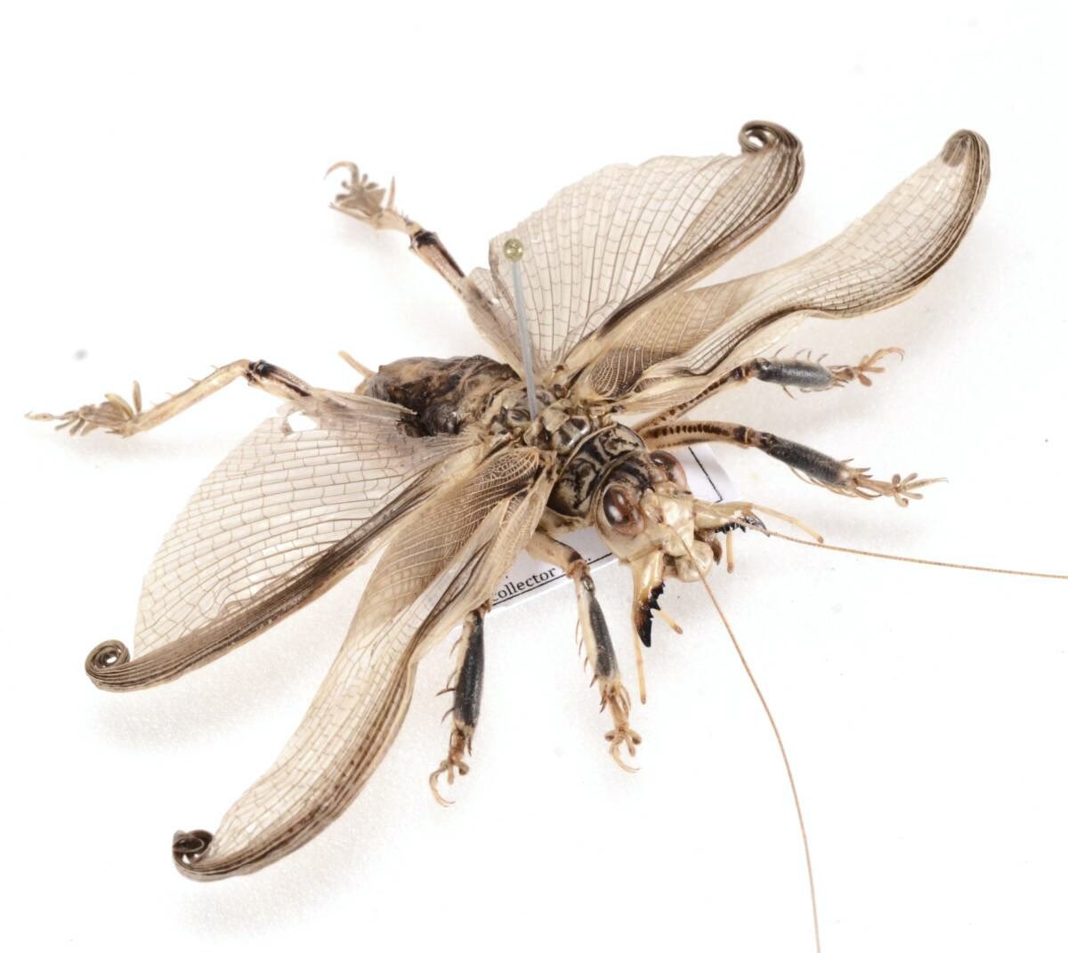 究極の2択！！！】 とんでもない造形で知られるマキバネコロギス。実は