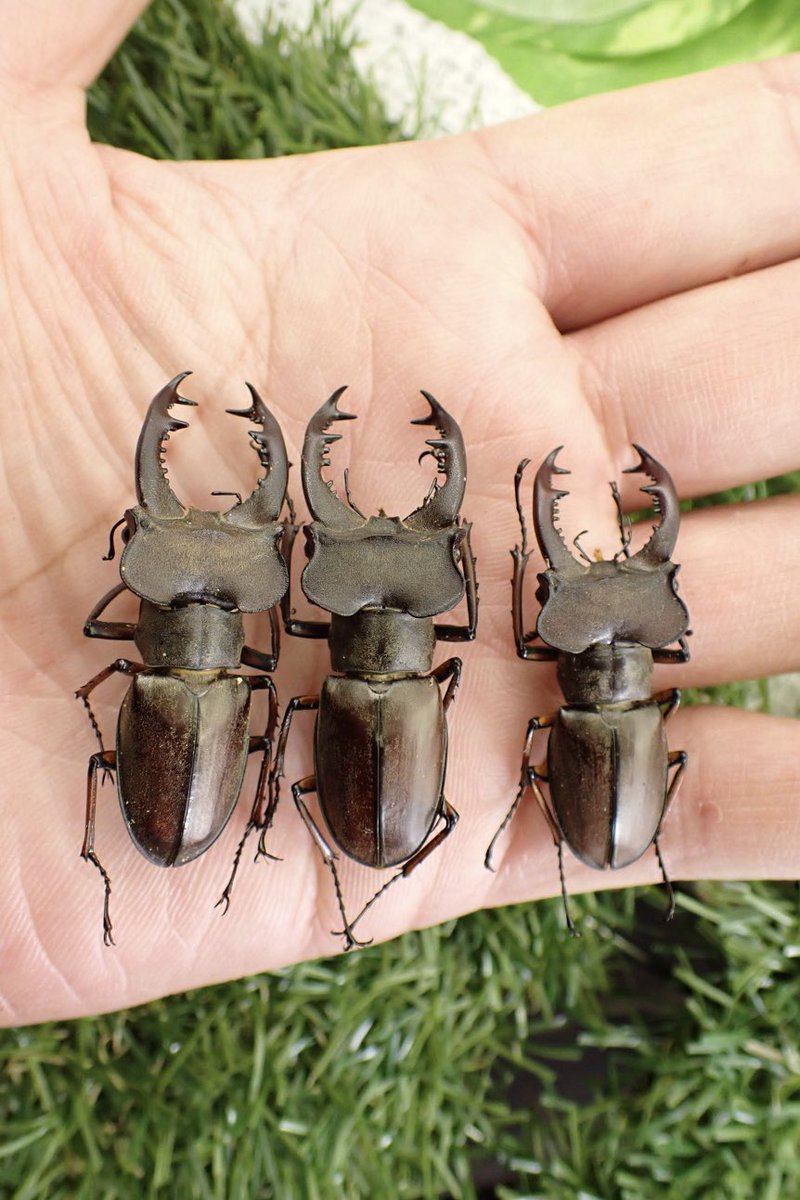 Sparkle Beetle (@BeetleSparkle) / Posts / X