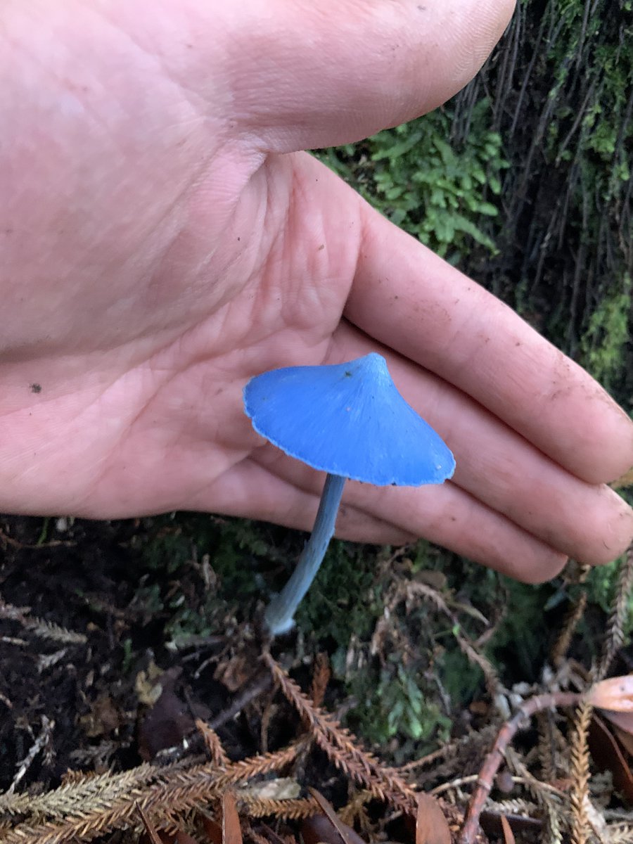 SFっぽくてカッコいい!」 ウソみたいな見た目の