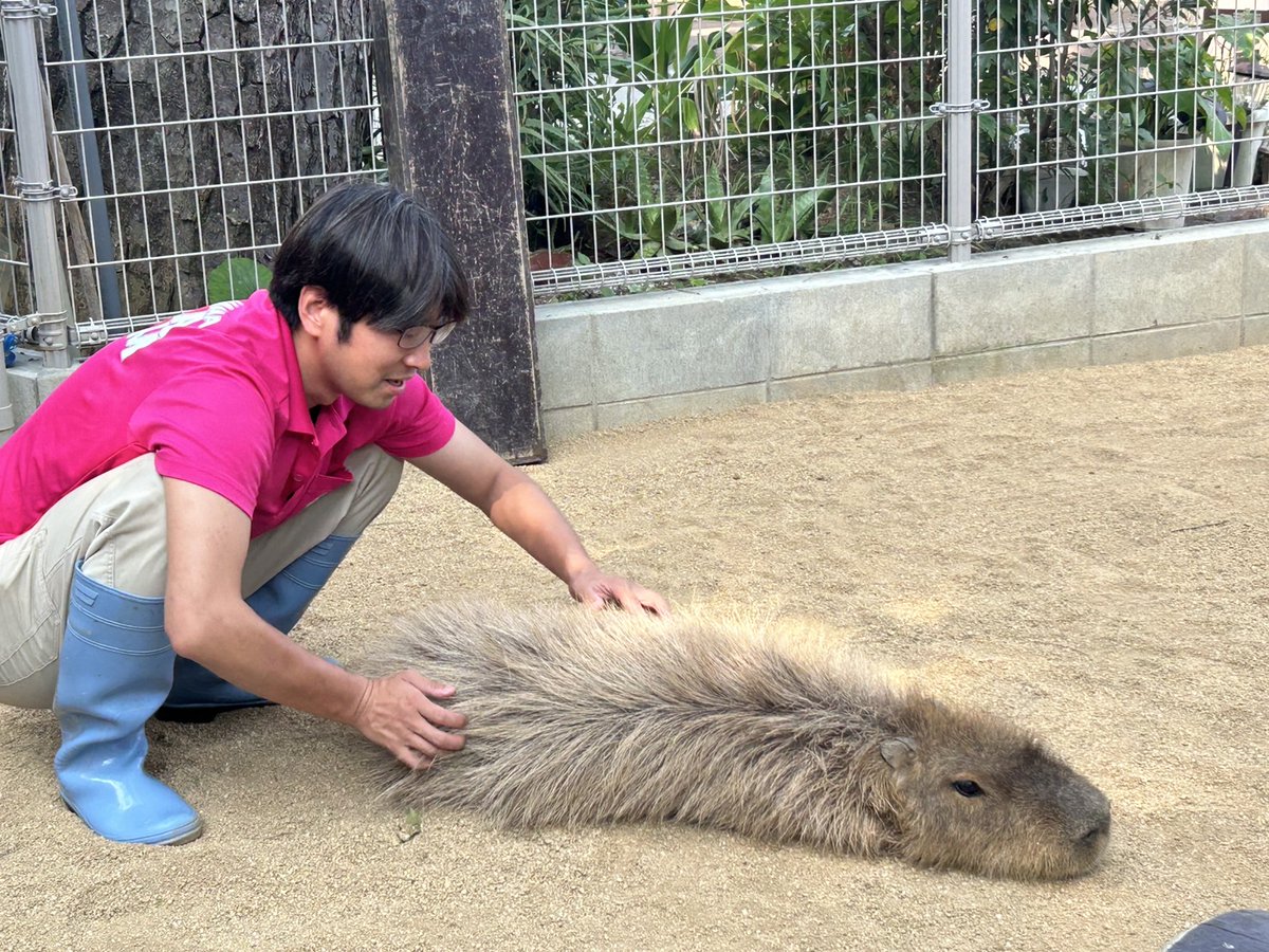 カピバラはリラックスすると毛が逆立ちます
