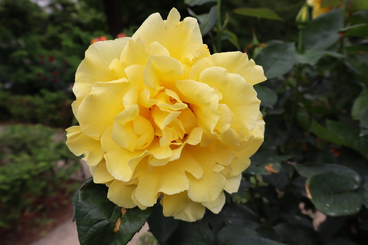 ドフトゴールド Duftはドイツ語で「芳香」の意味です。その名のとおり