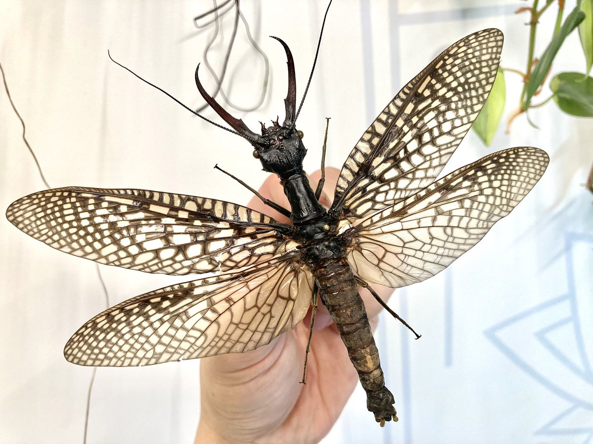 巨大！ヘビトンボ標本 15cm級 2026年最新】ヘビトンボ 標本の人気