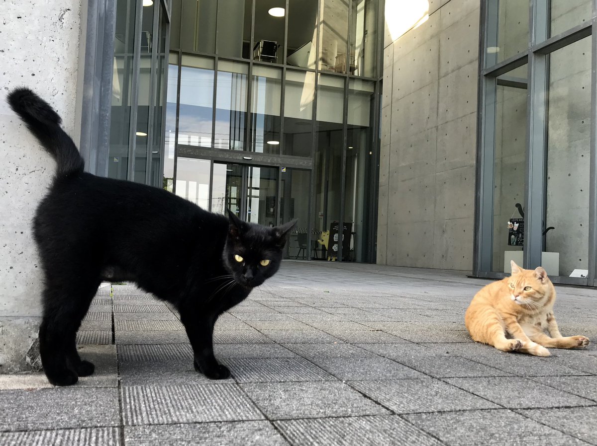 時をかける猫ニャ123