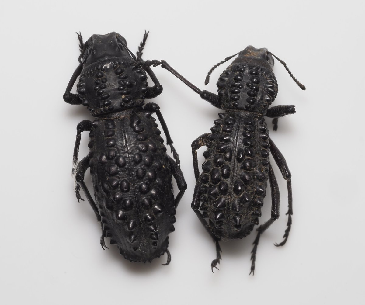 これがGagatophorus tibialis、前胸の横の出っ張りが「そこまで」の種