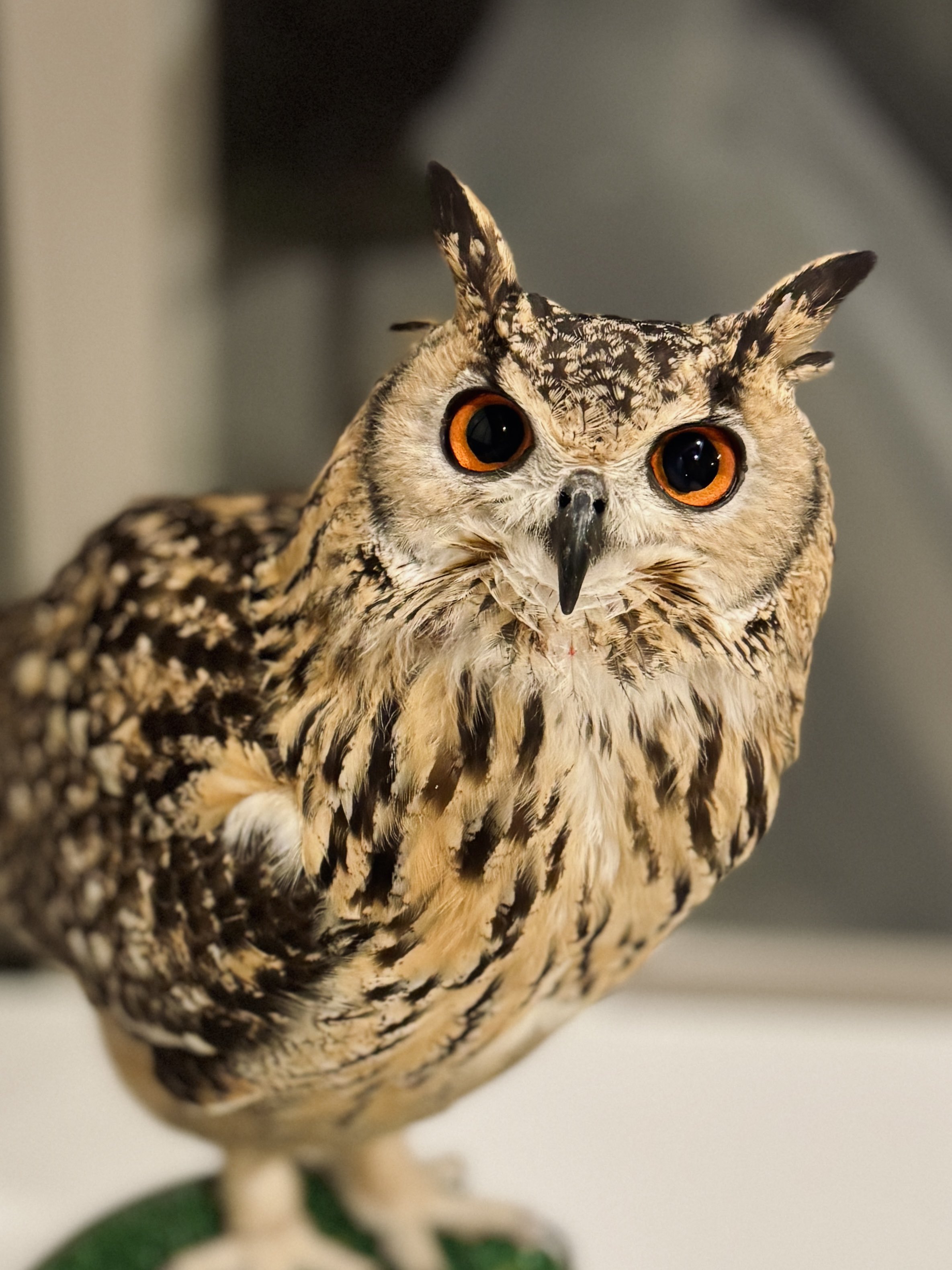 動作未確認メルキャラ森のゆうびん屋さんメール文章読上げふくろう昔