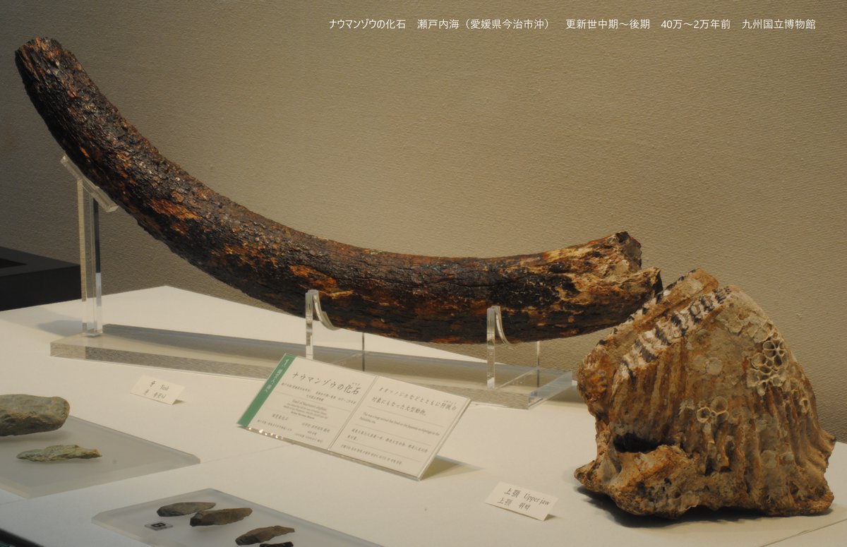 ナウマンゾウの上顎と牙の化石です。 教科書で見た人もいるのでは