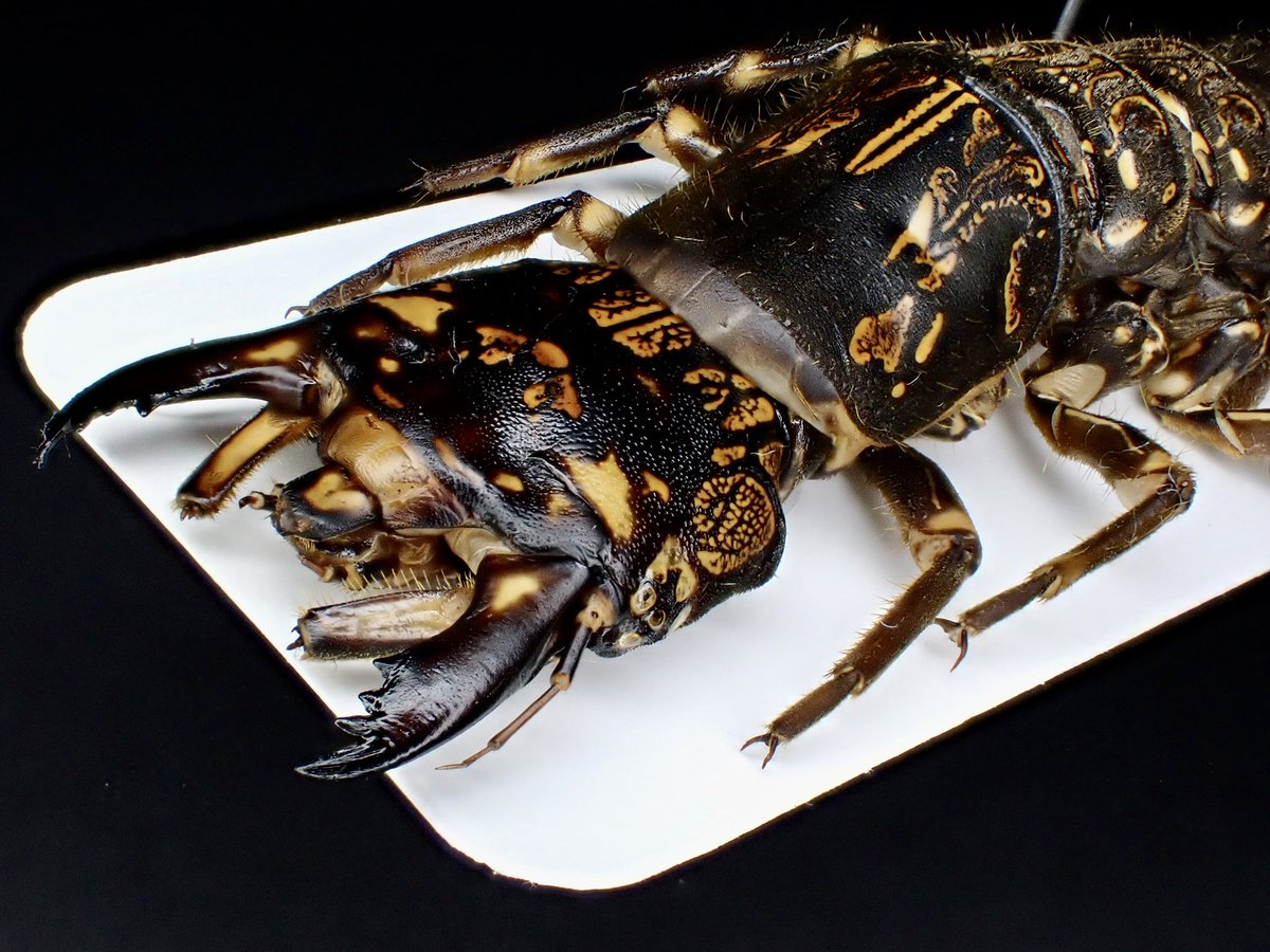 最近見かけるようになったオオキバヘビトンボの幼虫。 これまでは乾燥