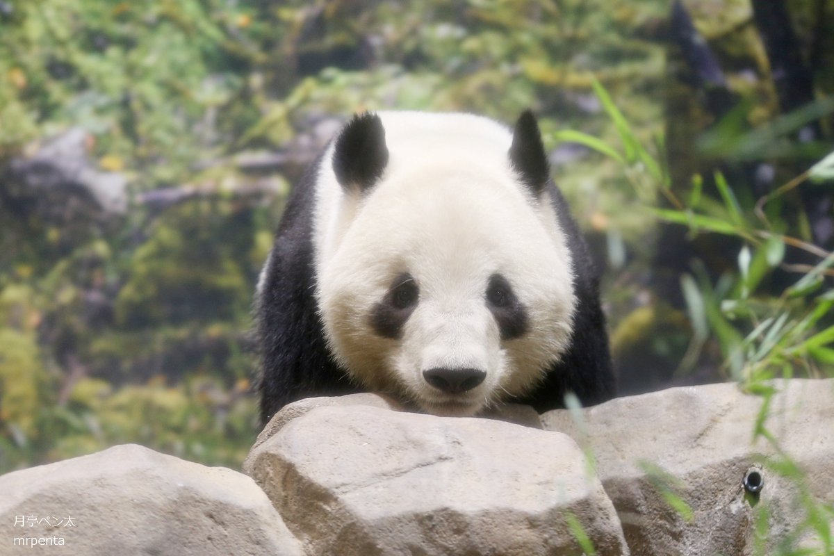 シャオシャオ レイレイ 2026.01.20 #上野動物園 2頭ともお顔を見る