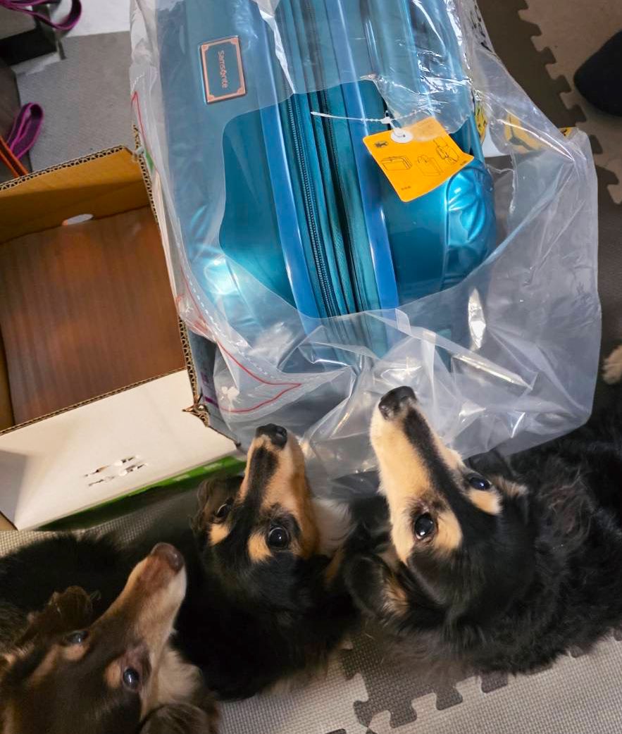 こ (@zyZle6t38ouc7wZ) / Posts / X