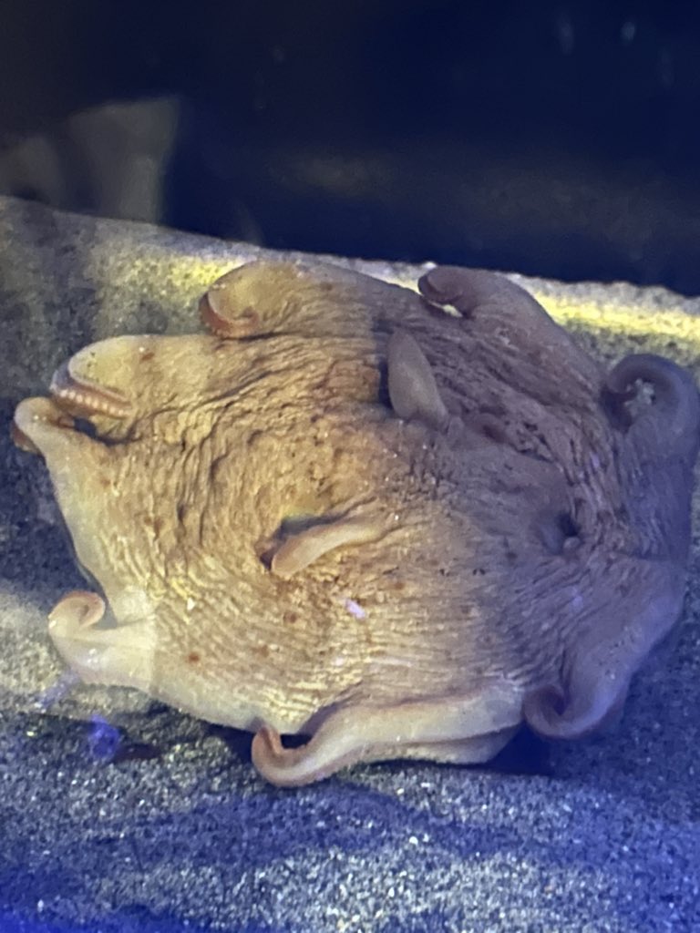 竹島水族館にて無事メンダコ見れましたー😊