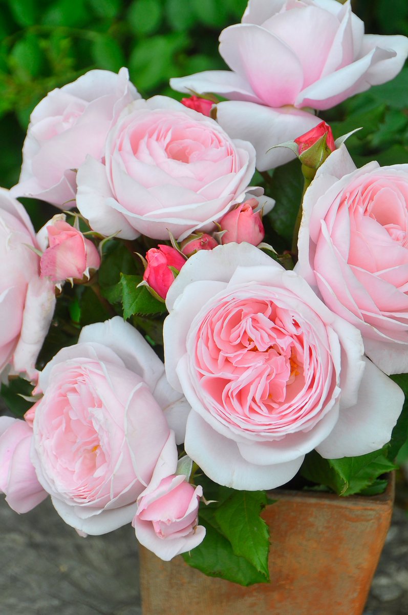 ナエマ Nahema ミルキーピンクの花色にコロンとしたカップ咲きの