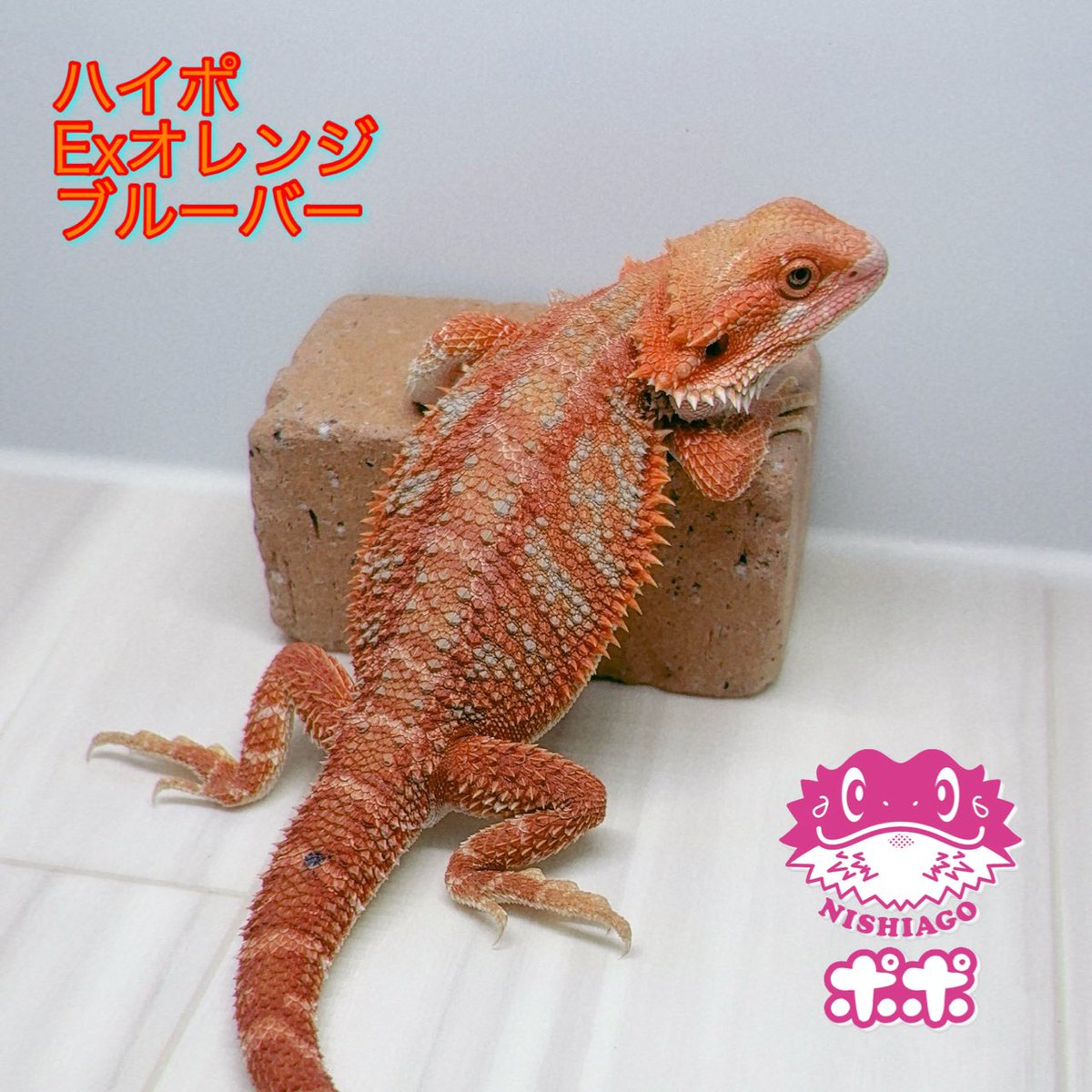 ポポのケージ (@poponocage) / Posts / X