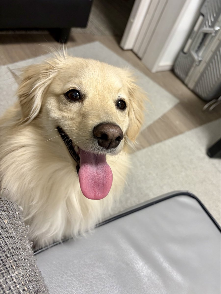 ポメックスのとろろくん (@monaka_0507) / Highlights / X