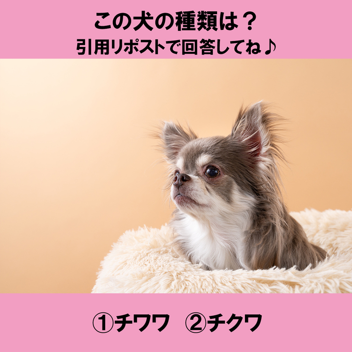 Post by catcatx on X: ①チワワ