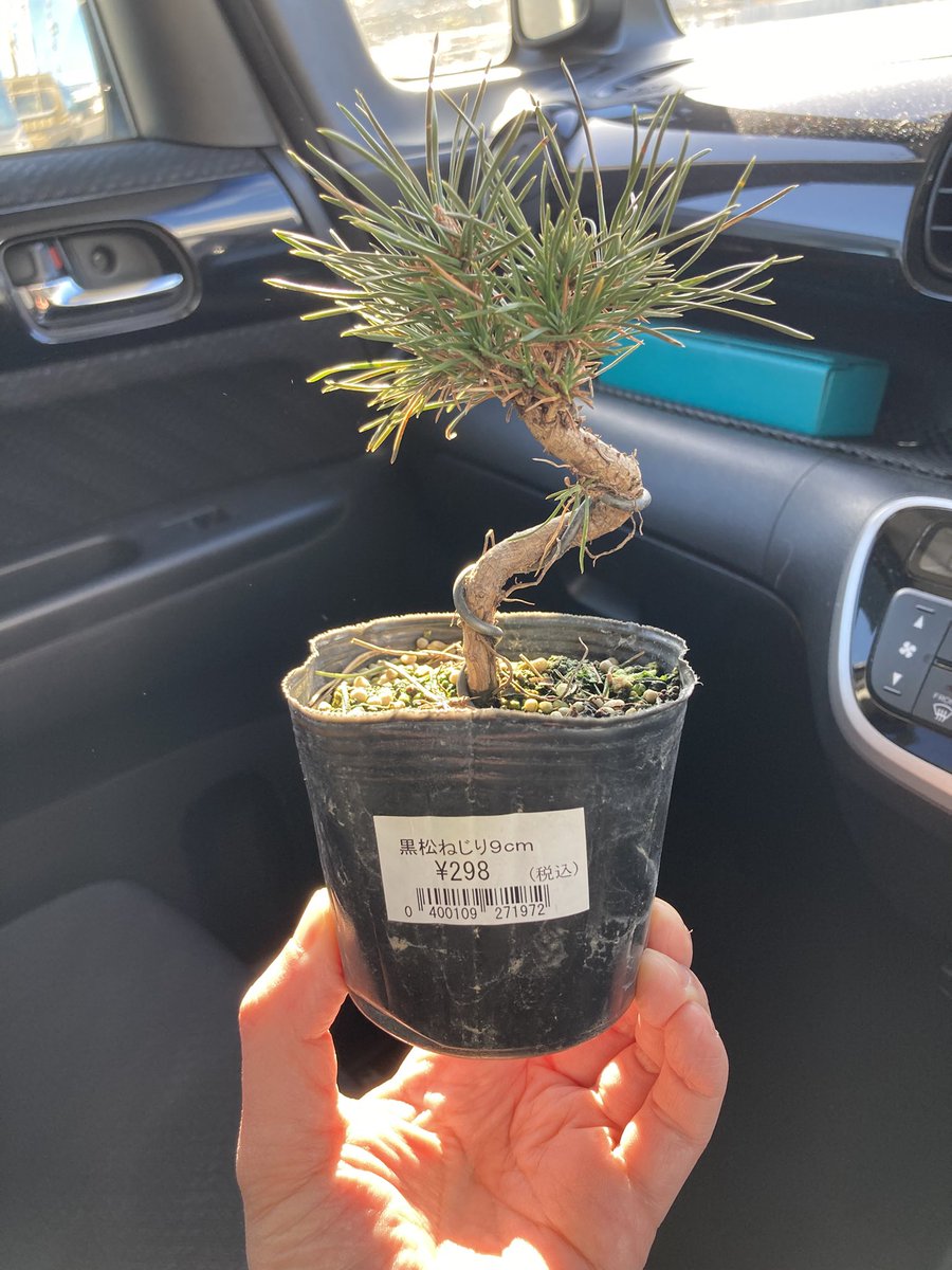 fujimax -盆栽HACKS- (@fujimax6) / Posts / X