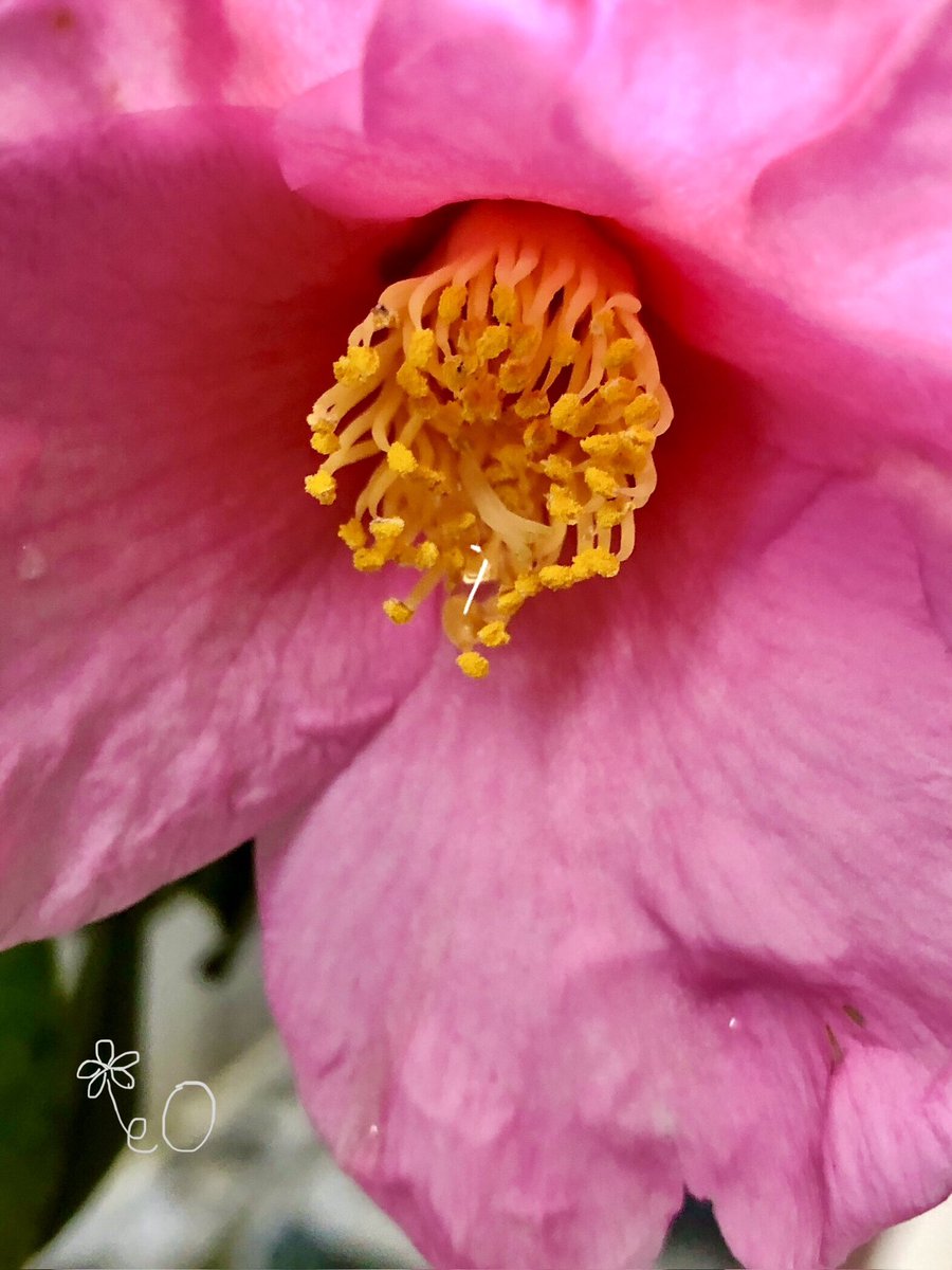 こんばんは🌆 庭の #椿 が咲き始めました🌸 昨夏の暑さで葉が変色して