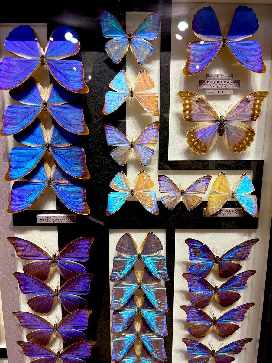 名和昆虫博物館に行った。館内の壁一面に広がる蝶々や昆虫の標本。図鑑